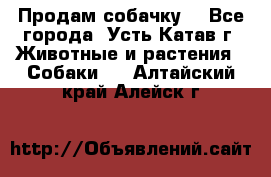 Продам собачку  - Все города, Усть-Катав г. Животные и растения » Собаки   . Алтайский край,Алейск г.